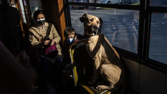 Boji, o cachorrocodigo promocional betano julho 2024rua, sentadocodigo promocional betano julho 2024um assento dentrocodigo promocional betano julho 2024um bondecodigo promocional betano julho 2024Istambul