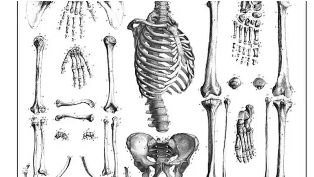 Ọkpụkpụ ahụ mmadụ