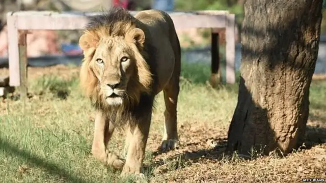 गिर के शेरों की मौत