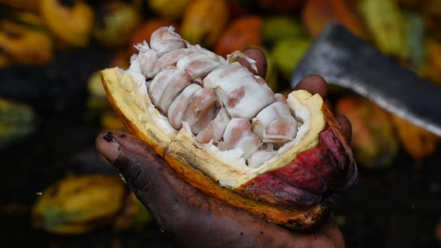 Um frutocadastro pix betcacau aberto mostrando seus grãos