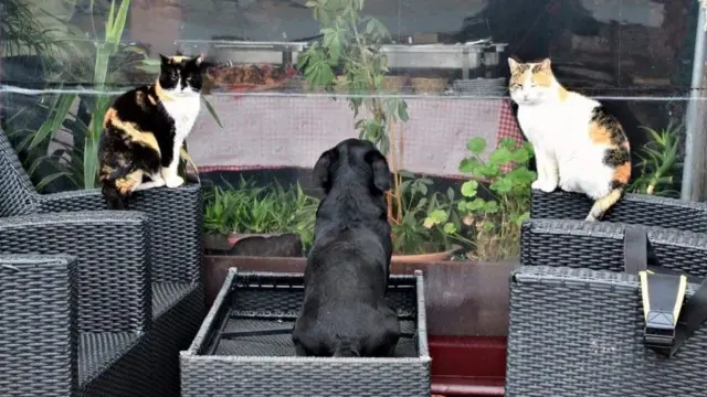 Laki sa drugaricaoma Cicom i Micom