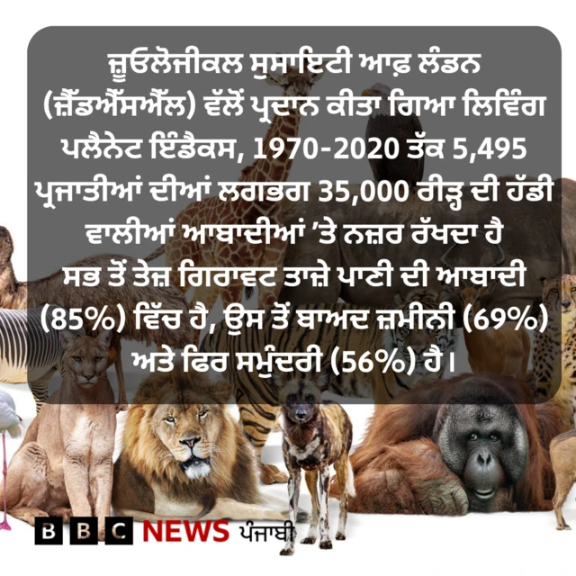 ਜੰਗਲੀ ਜੀਵ
