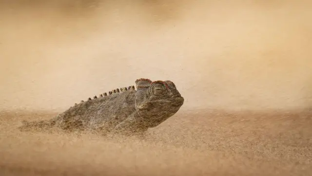 ఊసరవెల్లి 