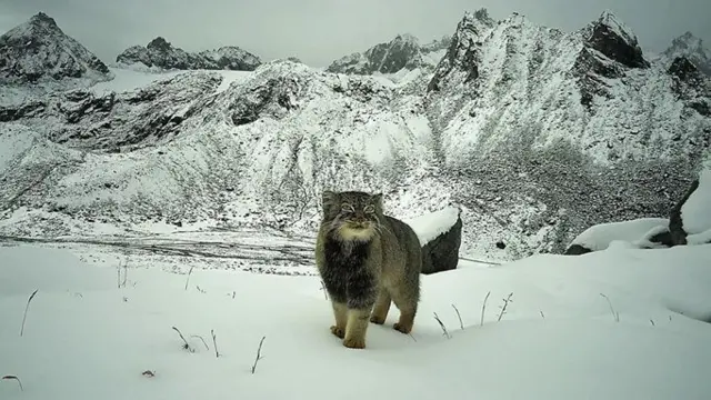 A Pallas's cat gazes intro a camera trap almost 5,000m above sea level in the remote Mago Chu valley in India (Credit: WWF India)