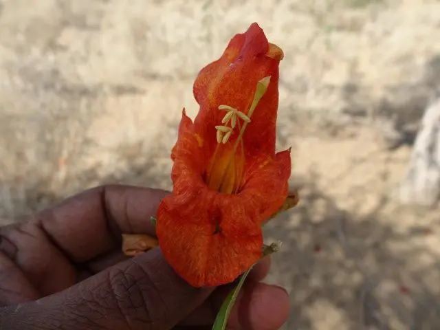 ગુજરાત, લુપ્ત થયેલાં દસ વૃક્ષો-છોડ, જંગલ, વનસ્પતિ