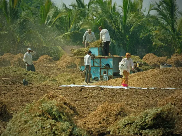 ગુજરાતમાં ઘઉં, જીરું અને વરિયાળીનું ઉત્પાદન, રવી પાકના ઉત્પાદનને વરસાદની કેવી અસર થાય ? કૃષિ સમાચાર, હવામાન સમાચાર, ખેડૂતોએ ઘઉં જીરું કે વરિયાળીનું ઉત્પાદન કરવું જોઈએ, બીબીસી ગુજરાતી, બીબીસી ન્યૂઝ ગુજરાતી