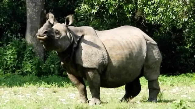 चितवन राष्ट्रिय निकुञ्जमा विचरण गर्दै गैँडा