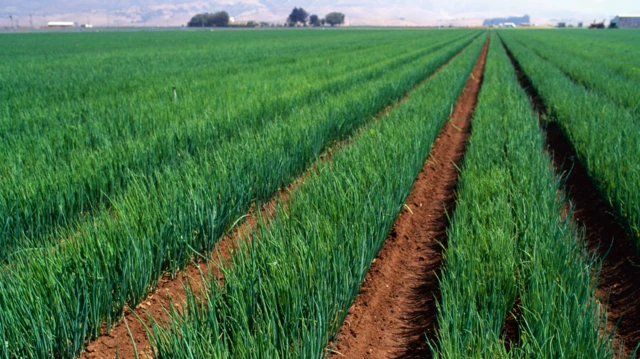 ఉల్లి పాయలు, రైతులు, కర్నూల్ వ్యవసాయ మార్కెట్, ఉల్లి ధరలు