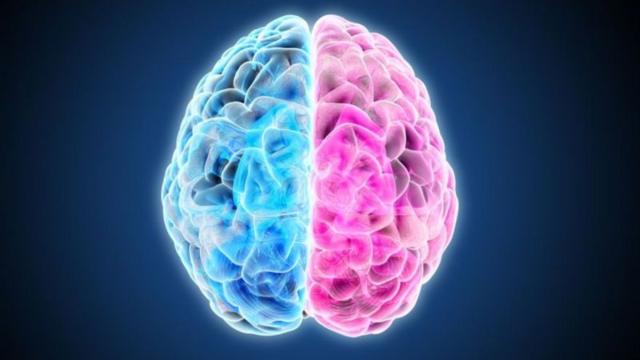 Ilustração de cérebro metade rosa e a outra azul