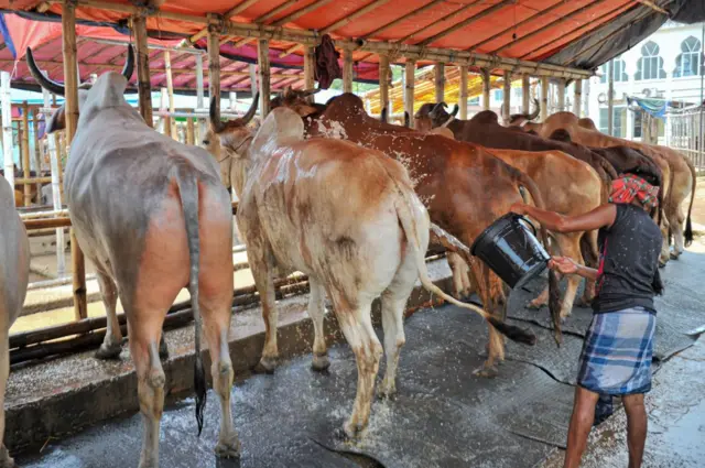 গরু অসুস্থ হলে চিকিৎসা করাতে হবে আর মারা গেলে মাটির গভীরে পুতে ফেলার পরামর্শ দিচ্ছেন বিশেষজ্ঞরা