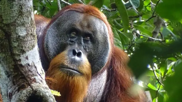 నెల తర్వాత రకుస్ బుగ్గపై గాయం మాయం