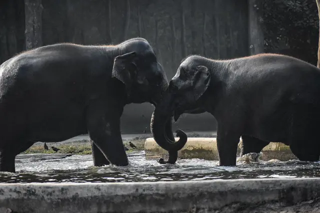 பென்குயின், விலங்குகள்