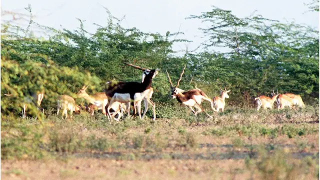జింకలు, చెన్నై