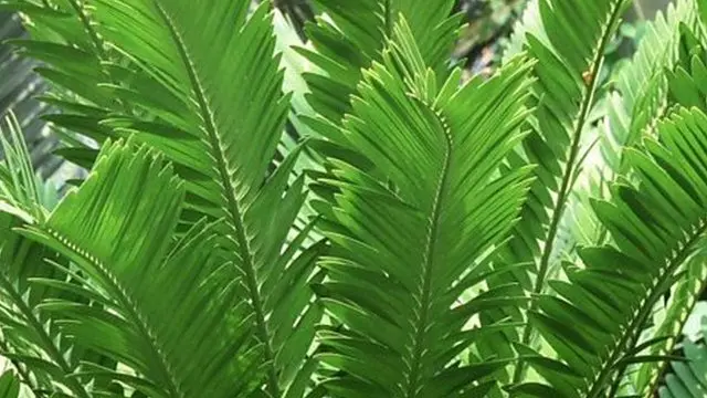 گیاهان از طریق ترکیباتی که از ریشه آنها و یا رایحه‌ای که از برگ‌هایشان متصاعد می‌شود می‌توانند ارتباط برقرار کنند