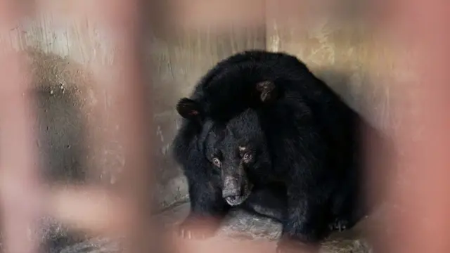 Những con gấu đã phải sống trong điều kiện chuồng cũi rất chật hẹp trong hơn 17 năm qua