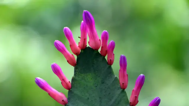 Cactus con flores
