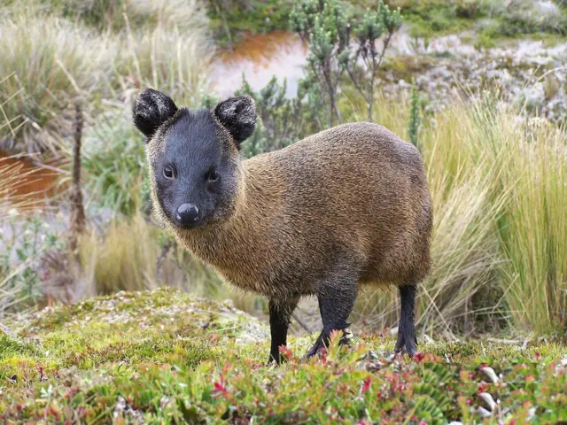 Pudú do norte