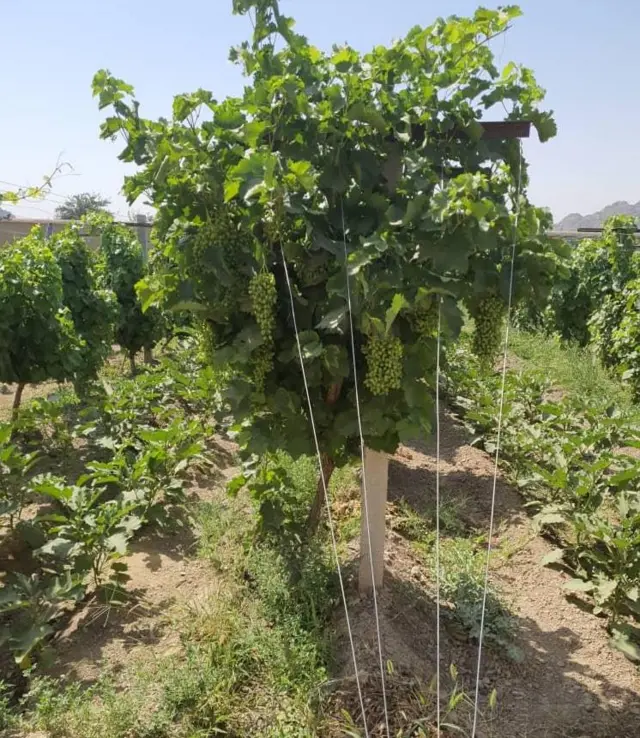 کندهار کې انګور