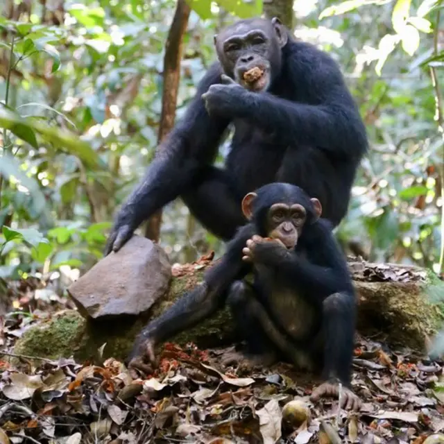 有些黑猩猩用石制工具砸堅果,有些用木槌