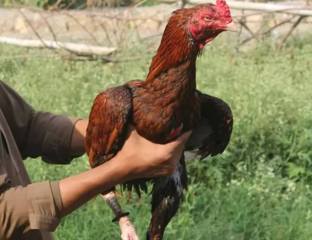 మియన్వాలి అసీల్