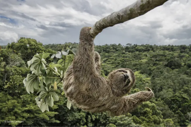 Un perezoso en un árbol en Bahía, Brasil.