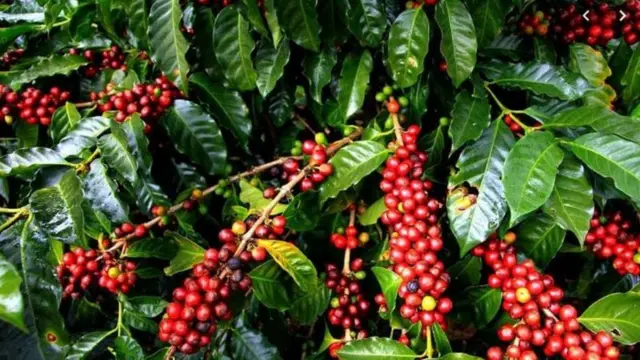 Itoophiyaan buna oomishuun biyyoota akka addunyaatti sadarkaa duraarra jiran keessaati