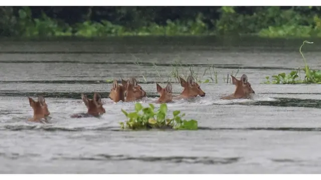 காஸிரங்கா தேசிய பூங்காவில் வெள்ளம்