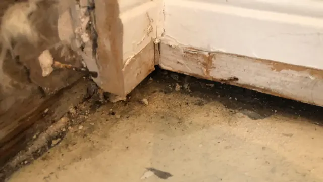 निकोल र डिलानीको घरमा देखिएको ढुसी