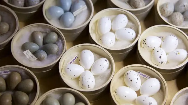 Вагітність репродуктивний вік коли народжувати