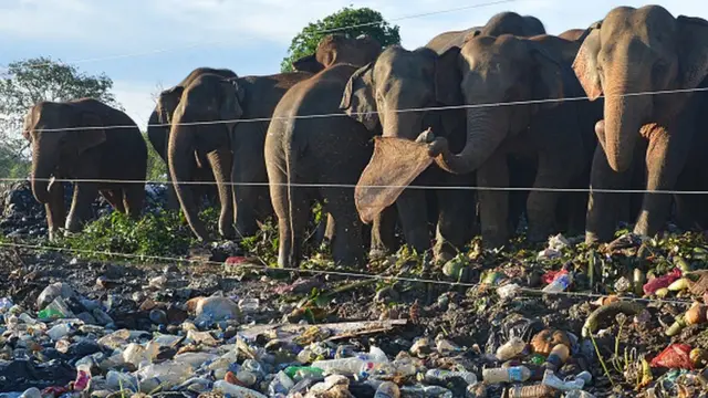 වන සතුන් ස්වභාවික අහාර රටාවෙන් මිදී විශාල වශයෙන් කසළ හා මිශ්‍රවී ඇති ආහාර සඳහා යොමුවන තත්ත්වයක්