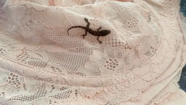 பார்பி பல்லி