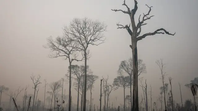 Incêndio na Amazônia