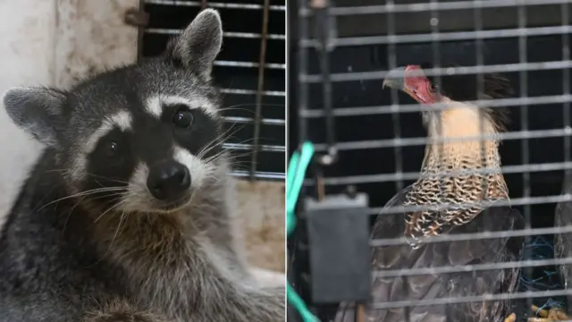 Un mapache y un ave de rapiña enjaulados, encontrados en la cárcel "El Infiernito"