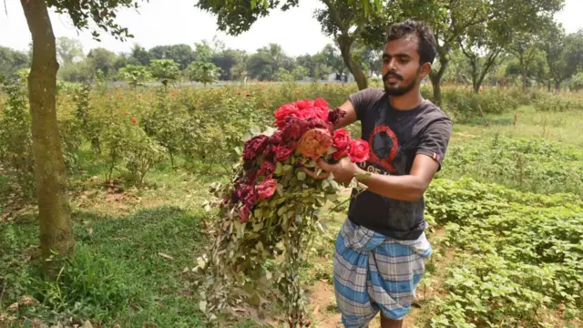 কৃসিপণ্য পরিবহন ব্যবস্থা ভেঙে পড়ায় ফুল ফেলে দিচ্ছেন একজন ফুল চাষী।