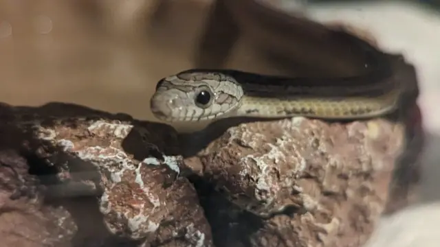 పాములు, మెక్సికో, ఇండియా, కాంబోడియా, బ్రెజిల్