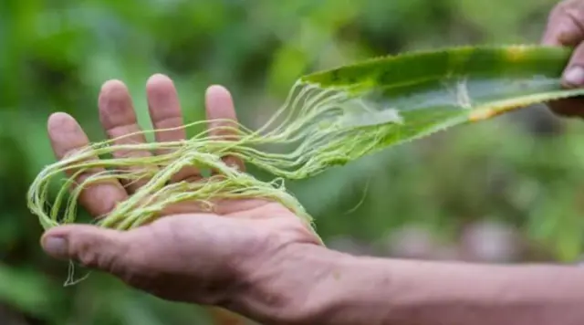 Пинатекс өндүрүшү салттуу териге караганда туруктуураак жана жаныбарлар менен байланышы жок.