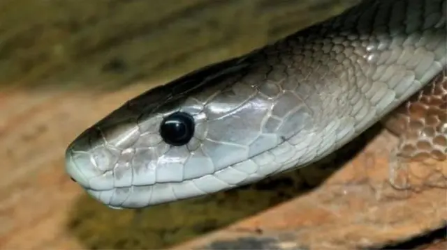 সাপের কামড়ে বিশ্বে প্রতিবছর প্রায় এক লাখ মানুষের মৃত্যু হয়