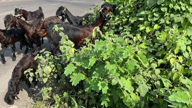 દેશી કુવાડીયો નુકસાનકારક કેમ, વિદેશી પ્રજાતિ કુંવાડિયાને કેવી રીતે કાઢવો, રાજકોટ અને ગીરનાર સૌરાષ્ટ્રમાં ખેડૂતો પશુપાલકો અને માલધારીઓમાં ચિંતા, Senna tora Senna uniflora, બીબીસી ગુજરાતી કૃષિ સમાચાર