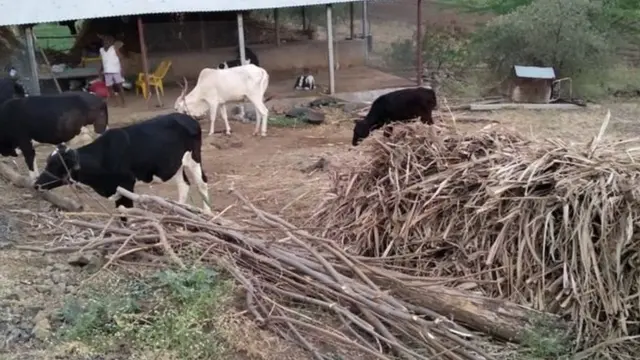 प्रातिनिधिक फोटो