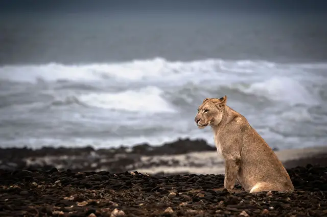 Un león del desierto en Namibia en las costas del Atlántico. 