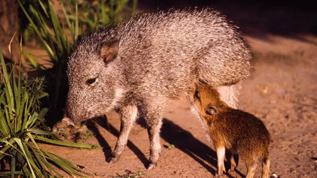 Pecarí quimilero con su cría mamando