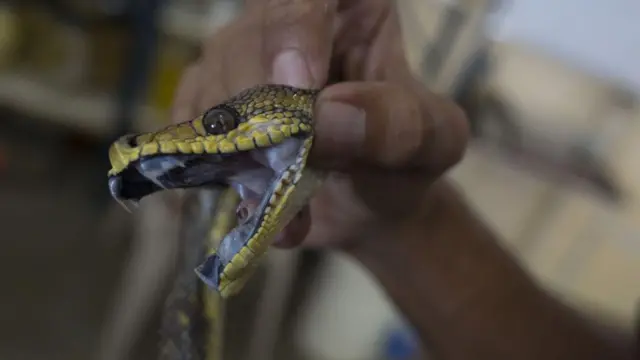 Seorang pekerja LSM di Venezuela memamerkan ular berbisa sebagai bagian dari program ekstraksi demi membuat antivenom pada 22 Desember 2021
