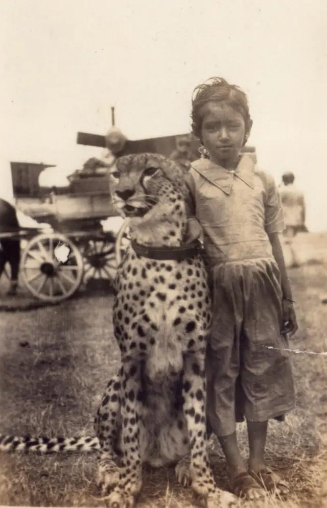 चित्ता, कोल्हापूरमधील चित्ते, चित्ते Cheetah Cheeta Kolhapur