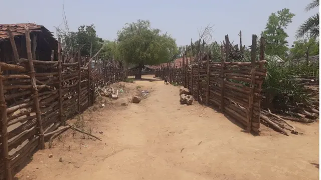 గుత్తి కోయలు