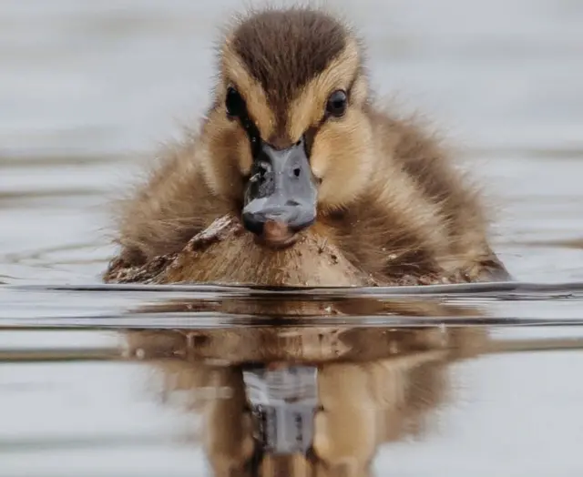 লচ টে এলাকায় সুন্দর এই ম্যালার্ড জাতের হাঁসের ছানার ছবিটি তুলেছেন জেস রজারস