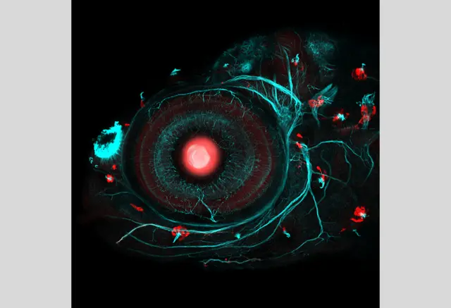 Zebrafish eye and neuromasts