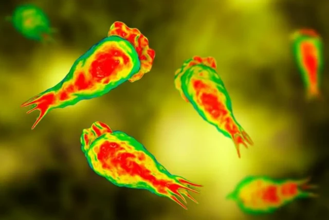 ਦਿਮਾਗ਼ ਖਾਣ ਵਾਲੇ ਅਮੀਬਾ