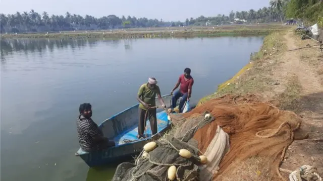 రొయ్యలు