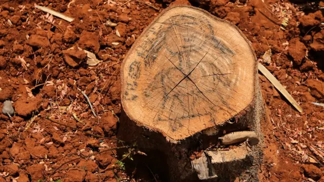 වන විනාශය