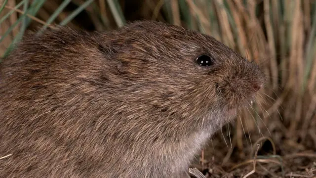 Степные полевки (Microtus ochrogaster) утешают друг друга